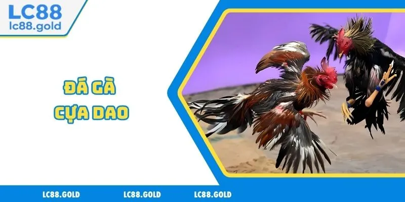 Đá Gà Cựa Dao - Cập Nhật Các Hình Thức Cược Phổ Biến